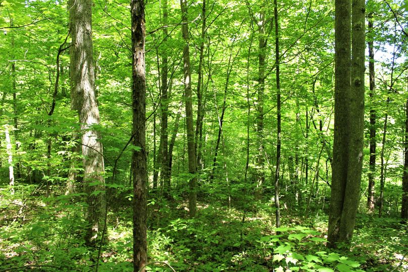 005 some of the lower lying forest land near the valley to the west