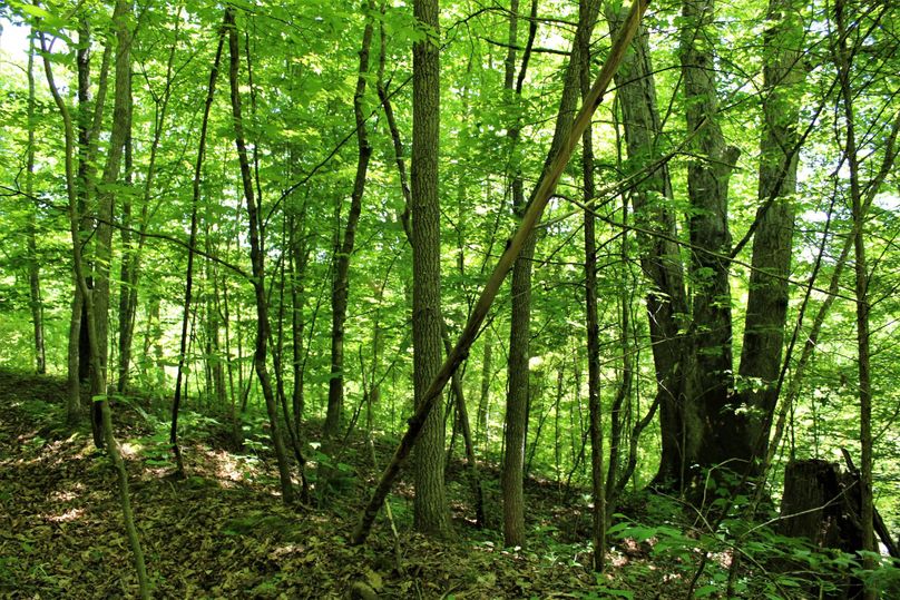 010 forested north facing slope in the western portion of the property