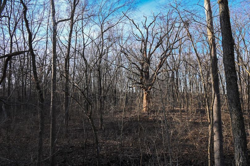 vandalia 450 (2)-2198