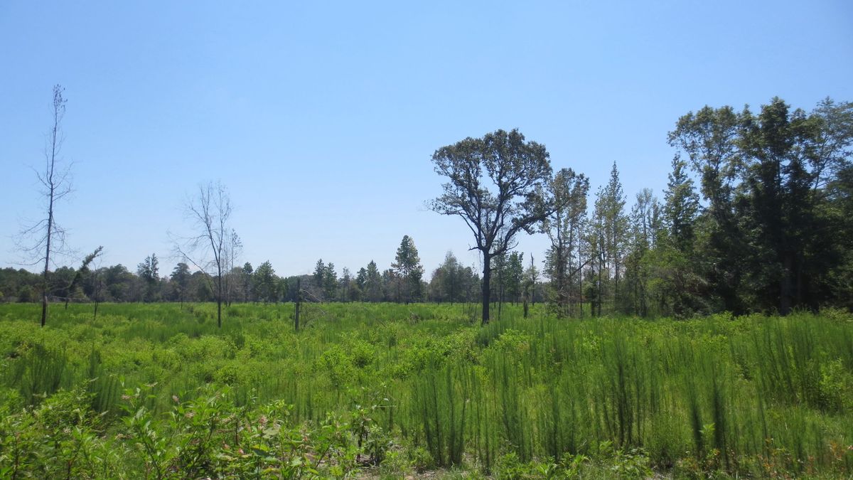 Okatoma River Tracts With Road Frontage Whitetail Properties