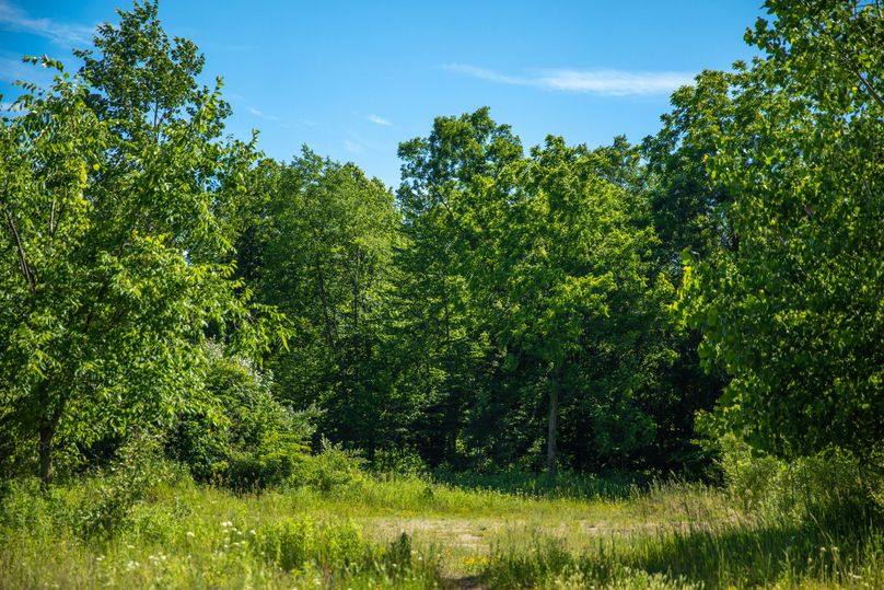 14 Open area would make a great food plot location