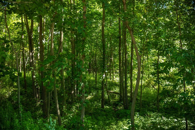 19 Maple River State Game Area