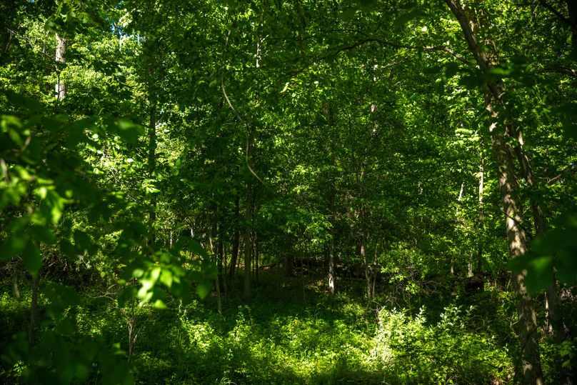 9 Thick young timber prived great cover for wildlife