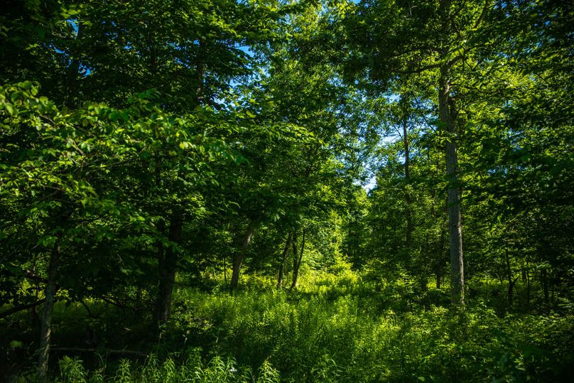 13 Timber on the East side