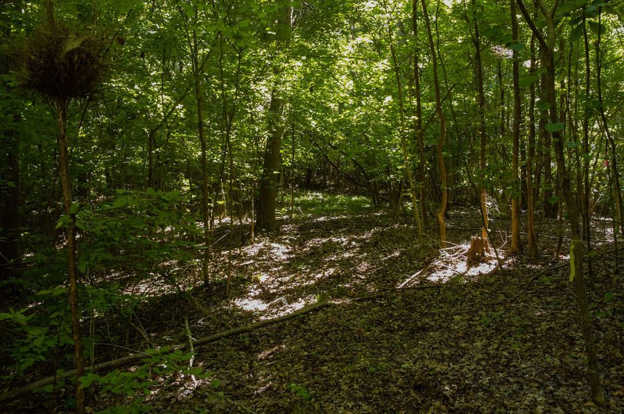 Northhamptons Photos-20