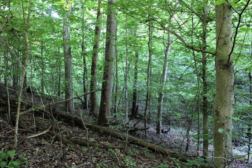 012 open understory with young beech and maple in the western portion of the property