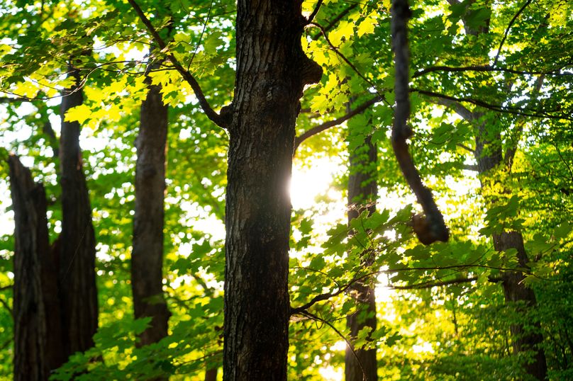 Benton IA 442 Pro Photo_59