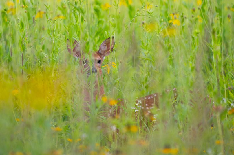 Benton IA 442 Pro Photo_63
