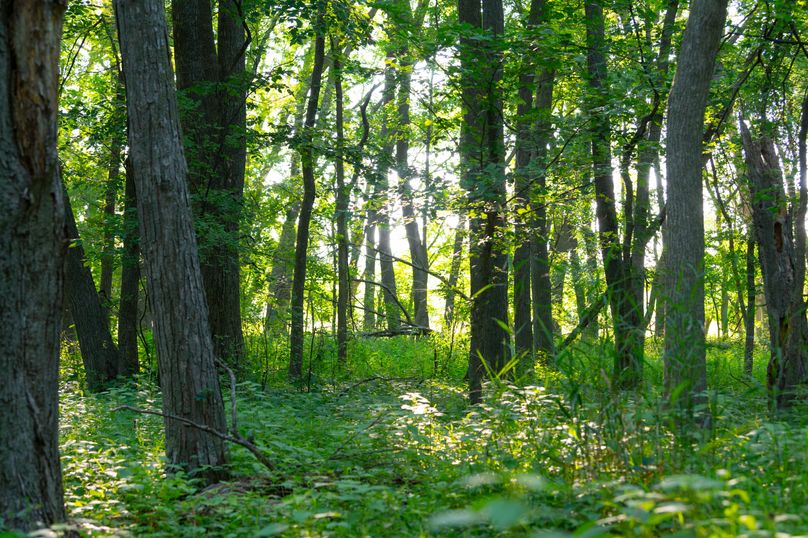 Benton IA 442 Pro Photo_68