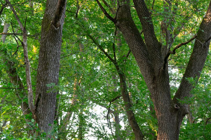 Benton IA 442 Pro Photo_64