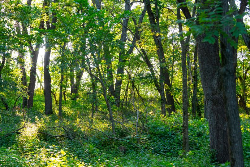 Benton IA 442 Pro Photo_65