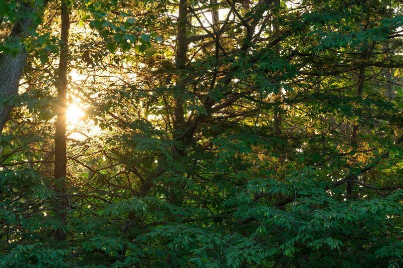 Benton IA 442 Pro Photo_47