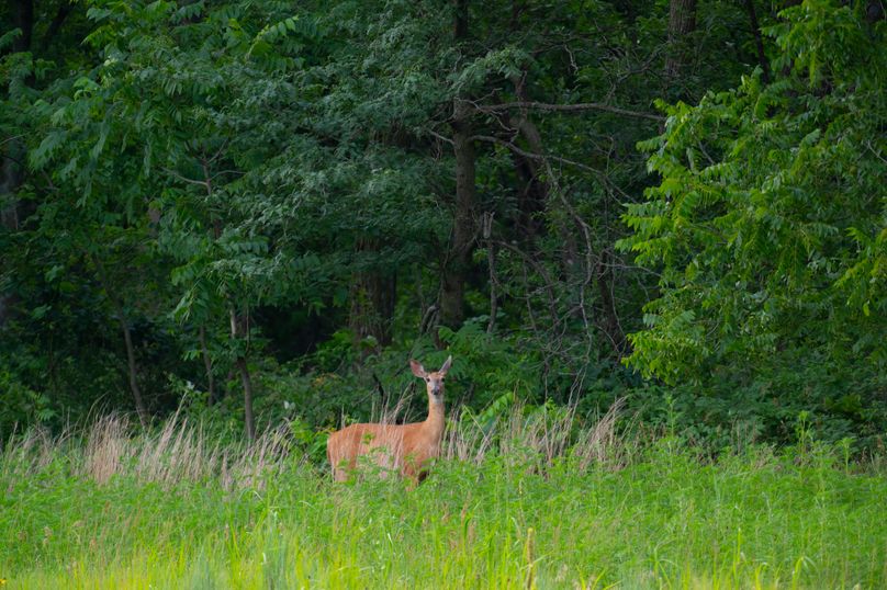 Benton IA 442 Pro Photo_35