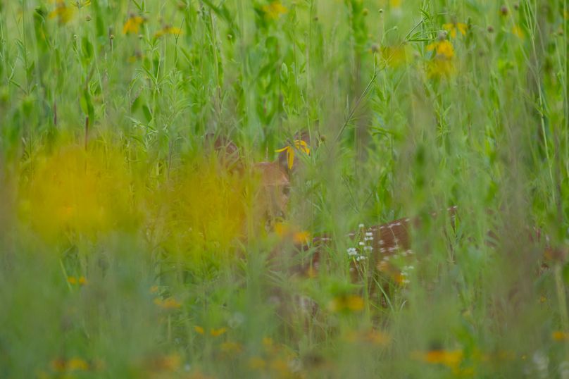 Benton IA 442 Pro Photo_62