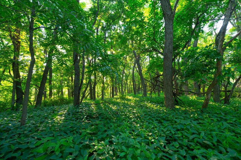 Benton IA 442 Pro Photo_54