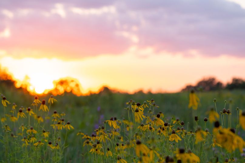 Benton IA 442 Pro Photo_37