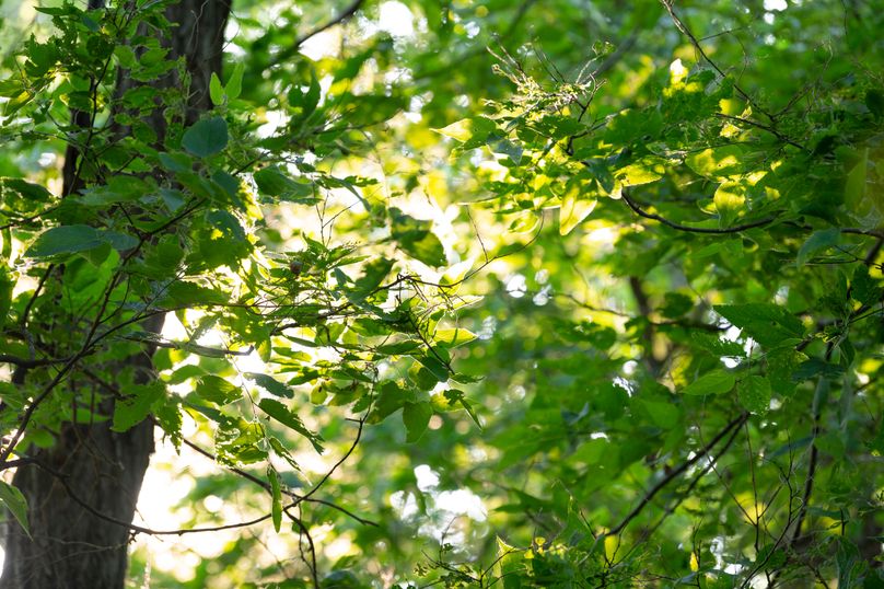 Benton IA 442 Pro Photo_67