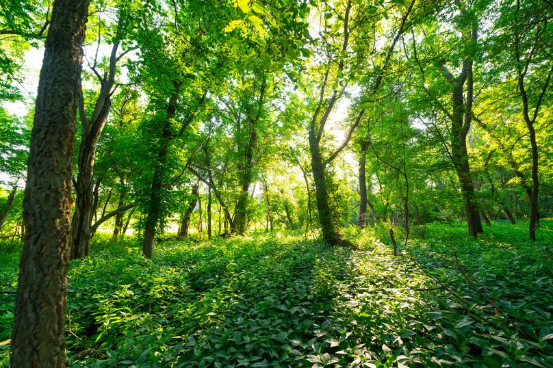 Benton IA 442 Pro Photo_53