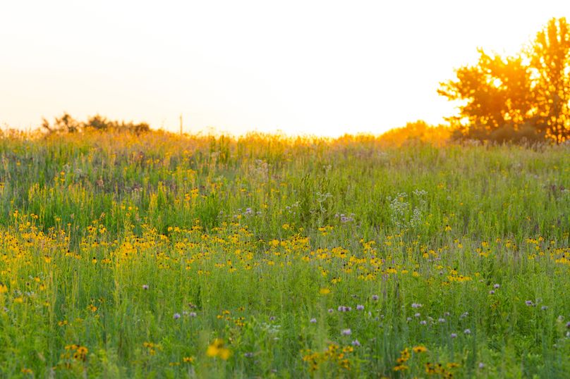 Benton IA 442 Pro Photo_44