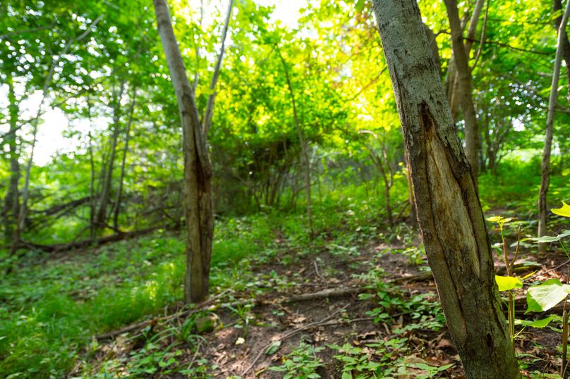 Benton IA 442 Pro Photo_76