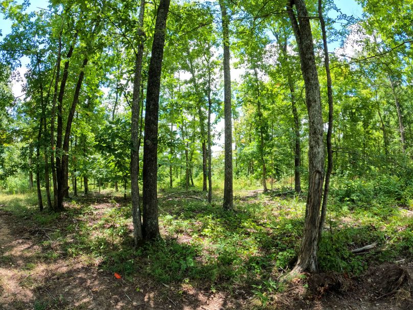 Perry 166 014 Partially open canopy forest creating the perfect ingredients to grow big bucks