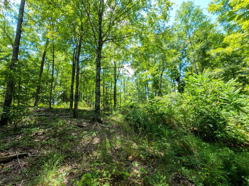 Perry 166 012 Abundance of edge for predicable deer movement