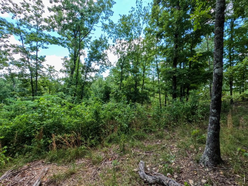 Perry 166 024 Perfect mixture of timber and early successional growth