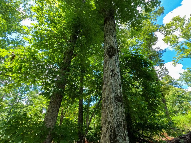 Perry 166 015 Mast producing timber covers the landscape