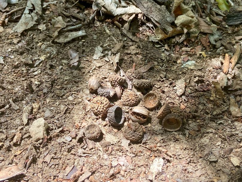 Perry 166 016 Tons of acorns across the property