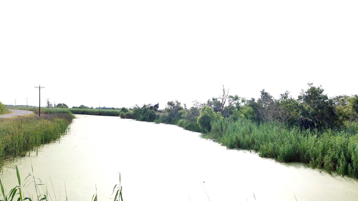 Marshland Property With Road Frontage For Sale In Southern LA Whitetail Properties