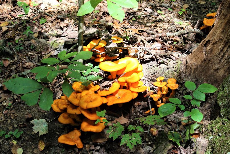 005 bright orange fungus growing at the base of an old oak