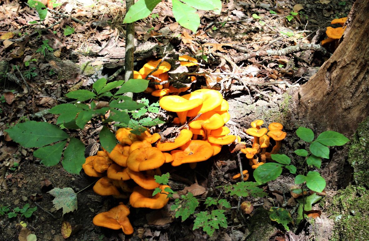 005 bright orange fungus growing at the base of an old oak
