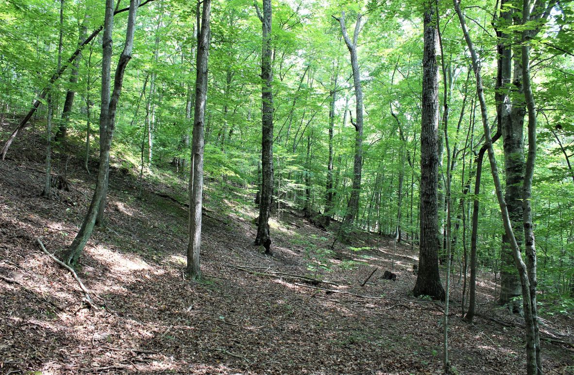002 open forest on west facing slope in the north portion of the property