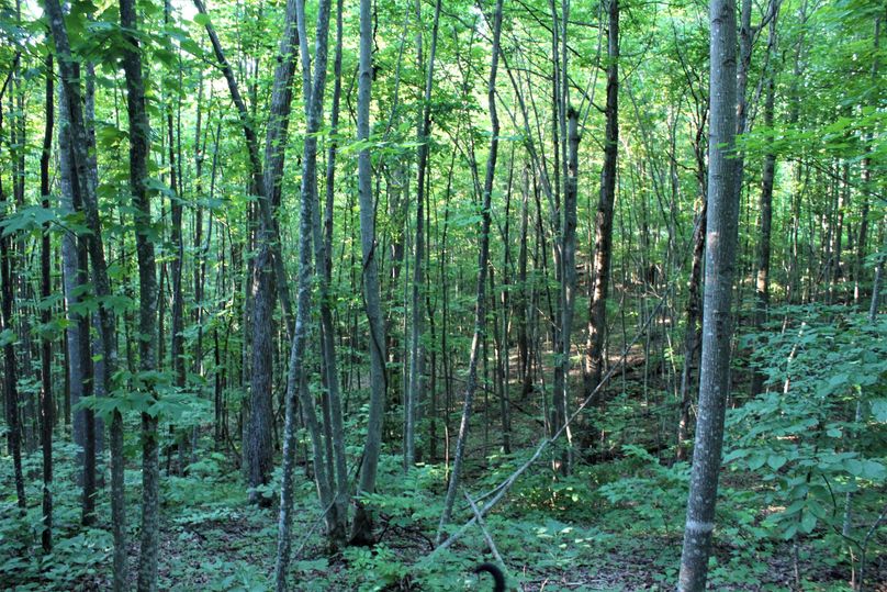 008 open forested area along the west boundary