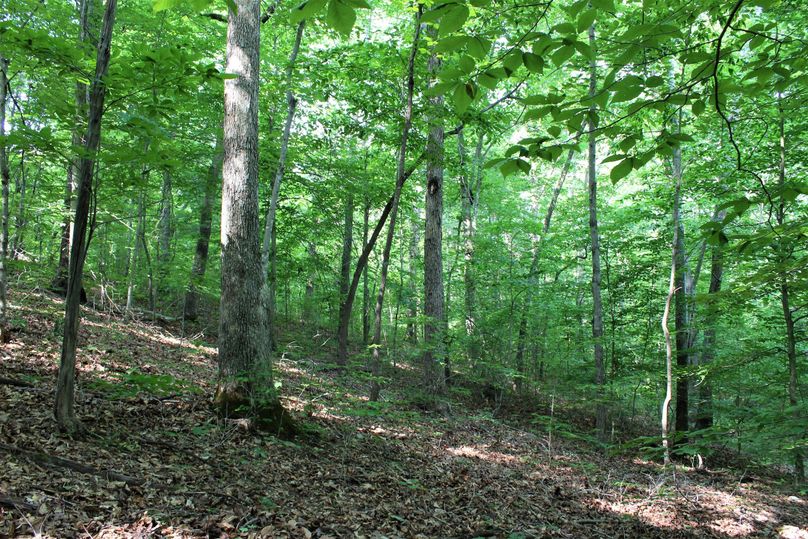 003 mature forest on a west facing slope