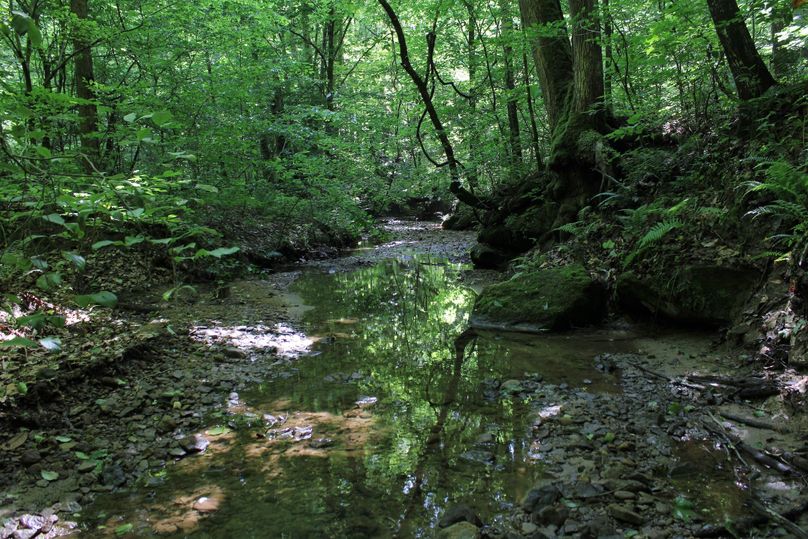 012 over a mile of Muddy Gut Branch waters running through and originating on the property