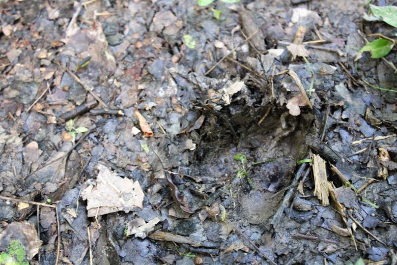 011 great whitetail population