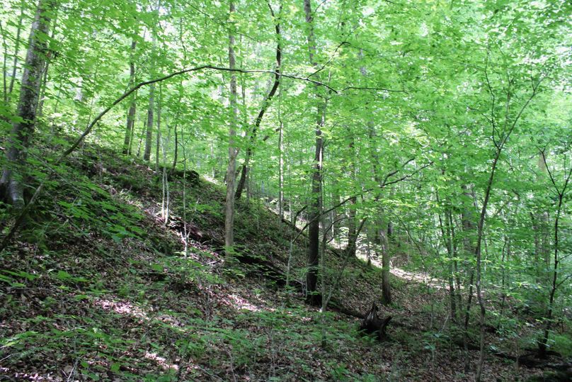 022 nice timber mix along the creek