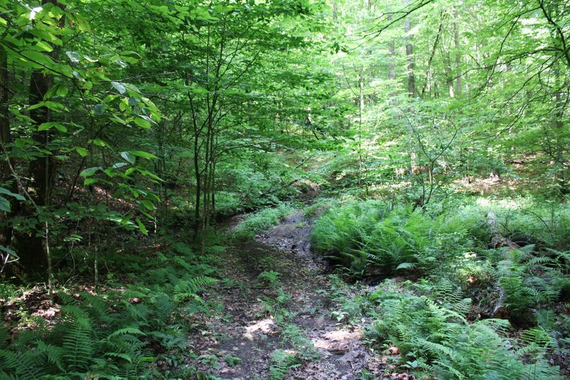 008 nice road_trails along the creek