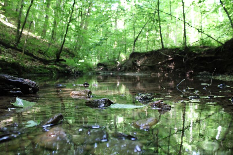 018 cool shot of the creek