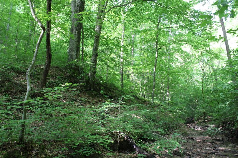 026 good mix of young and mature timber throughout