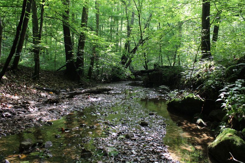 001 beautiful waters of Muddy Gut Branch