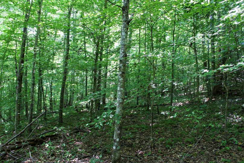 007 forested north facing slope near the National Forest