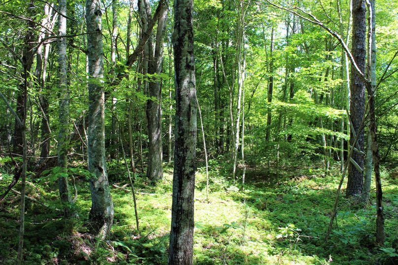 009 forested area along the eastern ridge of the property