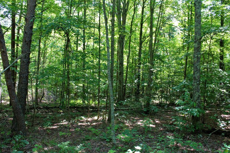 014 forested area in the north section of the property