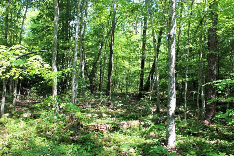 004 forested area near the middle of the property