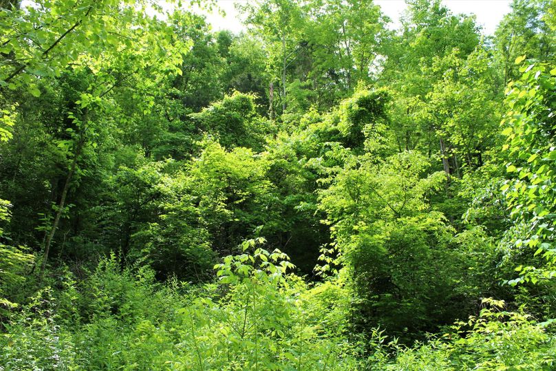 008 healthy new growth along a south facing slope perfect for wildlife