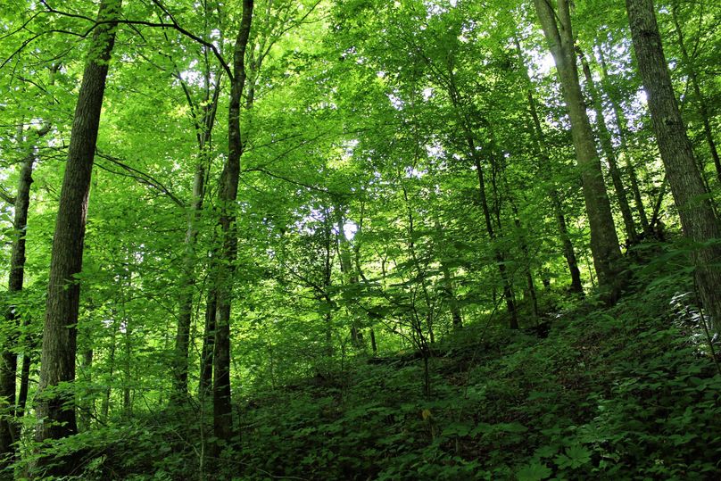 014 a north facing slope with young to mid sized beech and maple