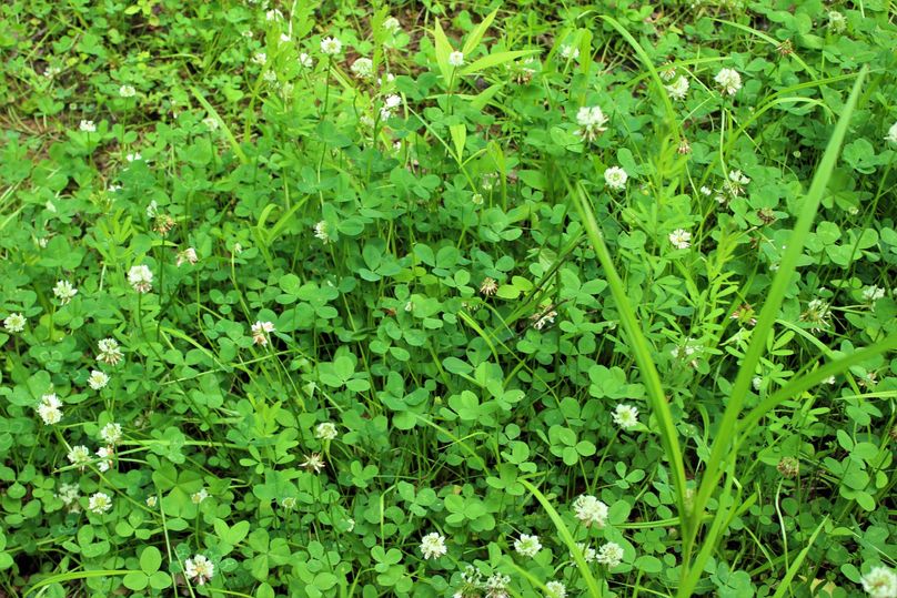 007 the white clover sprouting up everywhere in these forest openings
