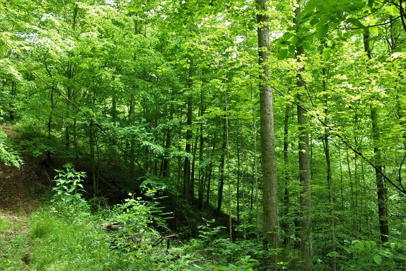 020 new forest regeneration along a south facing slope near the middle of the property